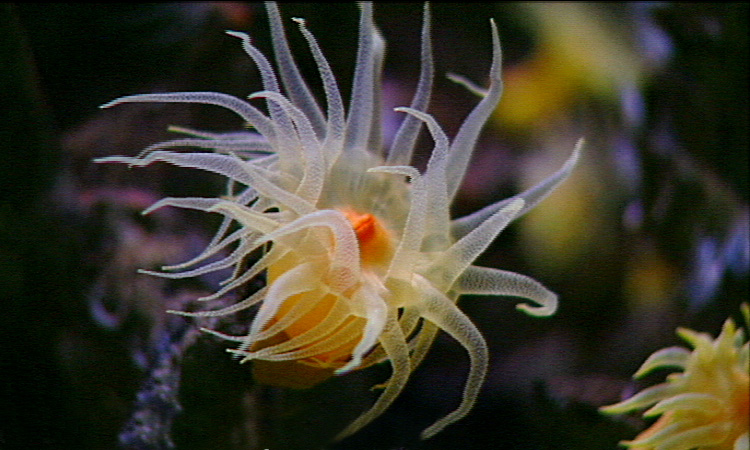 Biodiversité - Introduction - 3mn 02s